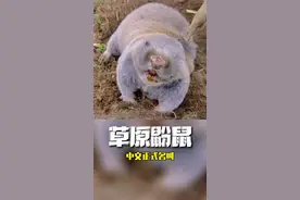 这个挖洞小能手叫草原鼢鼠，长得有些萌，皮可用、肉可吃、骨药用，虽然价值很高，但却是害鼠#萌知计划 #涨知识 #奇妙的动物 #生命的力量 #大自然视频封面