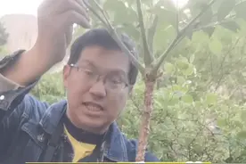 东北人最爱吃的野菜“刺老芽”，山东也有，学名：楤木。我在威海市（乳山市）岠嵎山#刺老芽 #刺嫩芽 #药材 #中药 #植物科普 #中草药 #中药材 #野生药材 #野菜 视频封面