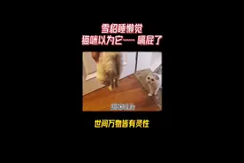 猫咪以为 好朋友雪貂去世了 很伤心 结果…… #萌宠 #世间万物皆有灵性 #神奇动物在抖音 #动物的迷惑行为 视频封面