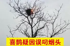 #喜鹊疑因误叼烟头点燃自己的窝# 拍摄者：既搞笑又心疼。视频封面
