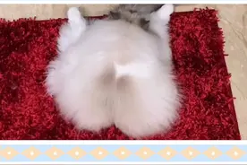 古有女大十八变，今有小猫咪乱七八糟变 #布偶猫 #猫 #萌宠 #猫咪 #抖音动物图鉴 #小陈的养猫日记视频封面