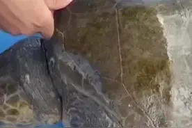 【塑战速决】17-解救被塑料绳缠住脖子的海龟#拒绝塑料垃圾#海洋垃圾#塑料污染#保护海洋动物#保护海洋生态视频封面