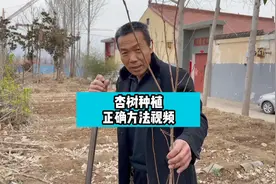 杏树苗种植方法#杏树苗 #果树种植技术交流 #农业种植技术 #三农