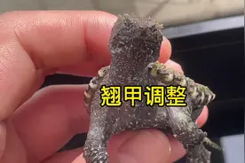 佛鳄龟苗翘甲恢复后续方案分享#萌宠出道计划 #佛鳄龟 #养龟日常