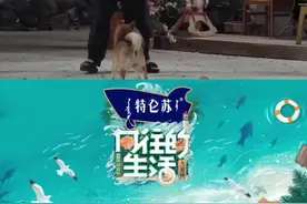 #向往的生活 当刘昊然遇上高冷H！记仇的H，卑微的昊然😂#刘昊然 #小H视频封面