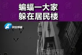 河南郑州：密密麻麻一片！家里现二十多只蝙蝠，居民受惊吓#蝙蝠 