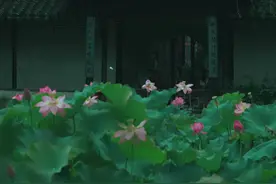 又是夏荷初绽时~#唯美意境 #荷花 #江苏入夏指南 #苏州园林 @DOU+小助手 视频封面