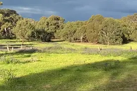 今天看到招聘信息，我们小区这边招护林员。职责就是妥善处理袋鼠与其他物种的关系，包括人类。年薪七万五澳币！