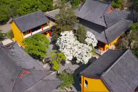连云港830岁糯米茶古树开花啦，快来@ 你的好朋友来看吧#江苏全民目击视频封面