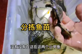 灯光捕鱼 捕鱼苗 全程教学。#我的乡村生活 #灯光捕鱼视频封面