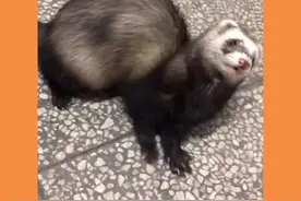 养雪貂好处2.0版来咯！！移动围脖，出门回头率200！你get到了嘛？？#宠物貂 #貂 @抖音短视频