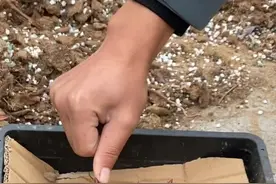 #多肉#多肉植物 口红砍头变群生的方法@抖音短视频视频封面