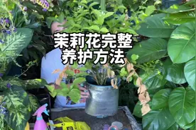 茉莉花很好养活，养护方法-喜阳要晒太阳，夏天1-2天浇水一次视频封面