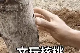 如何嫁接核桃成活率最高——专业版视频封面