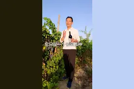 红酒瓶上标示的“赤霞珠”你是否了解？#梦庄主说视频封面