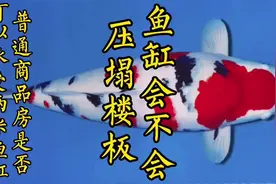 鱼缸会把楼板压塌吗？#观赏鱼 #养鱼人视频封面