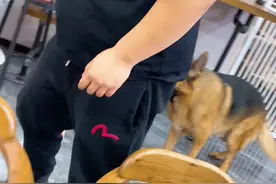 都4年了，二哈还没忘记从大狼狗头上飞过去的技能😂视频封面