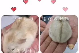 一岁的小仓鼠，精神食欲不佳，严重腹式呼吸，拍片发现有肺炎