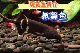 #观赏鱼 简介——#象鼻鱼#养鱼日记#水族 #佛山#鱼缸里的大自然视频封面
