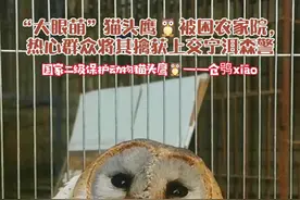 猛禽，国家二级保护动物——仓鸮被困农家院，宁洱森警助其回归自然保护区#奇妙的动物  #野生动物 #茶茶野保法宣