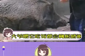 大爷是野猪骑士吧～#动物 #娱乐评论大赏视频封面