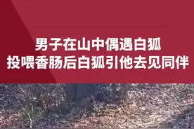 男子在山中偶遇白狐，投喂香肠后白狐引他去见同伴，最后还负责地带人下山视频封面