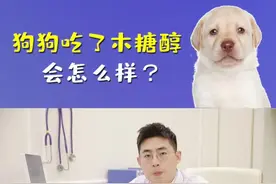 狗狗吃了木糖醇别大意，危险就在身边#营养健康#科学养宠攻略#铲屎官 #狗狗不能吃的食物 #宠物健康 视频封面