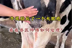 牛屁股长了一个大脓包，看看兽医大哥如何处理，小罗为你全程讲解视频封面