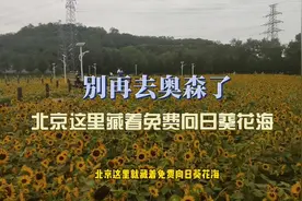 北京超大向日葵花海，比奥森人少，免费参观#北京#向日葵视频封面