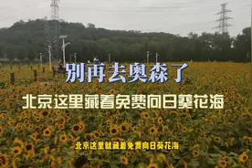 北京超大向日葵花海，比奥森人少，免费参观#北京#向日葵视频封面