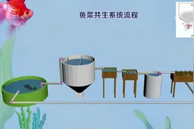 鱼菜共生整套系统水流，想了解更多，请看后面作品#鱼菜共生视频封面