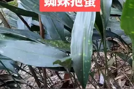 学名：蜘蛛抱蛋，名字很个性，大山里的人可能有见过，你怎么称呼它？是不是很熟悉它，这不是粽叶。#中草药视频封面