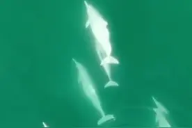 绝美航拍！#十余只中华白海豚组团畅游海中视频封面