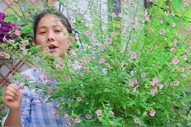 #花卉绿植 扦插#小木槿 棒棒糖的教程视频，别忘了转发收藏#立夏园艺 #生活成长计划