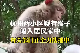 #杭州两小区疑有猴子闯入居民家中，有关部门正全力搜捕中。视频封面