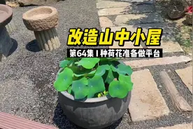 在这炎热的夏天种下一盆清凉的荷花，多美#小院改造视频封面