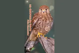 茶茶:听声音，这是一位善良可爱的小姐姐🤗国家二级保护动物·红隼sǔn#抖音自然 #人与自然和谐共处 #茶茶野保法宣 视频封面