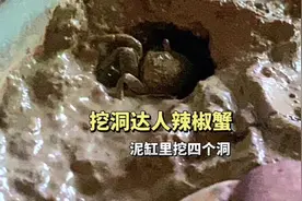 挖洞达人迷你辣椒蟹在泥水缸里挖了四个洞，辣椒蟹这样养有趣视频封面