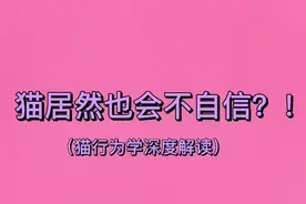 #猫行为 #猫咪的迷惑行为 #猫行为学视频封面