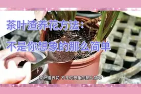 茶叶渣养花的正确#方法 #生活小妙招 #科普视频封面