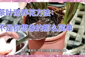 茶叶渣养花的正确#方法 #生活小妙招 #科普视频封面