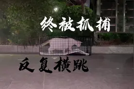 流浪猫一年可生至少2次，一胎可多达5-6只，即便野外生存率低视频封面