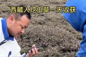 #西藏 #新农人计划 #挖虫草视频封面