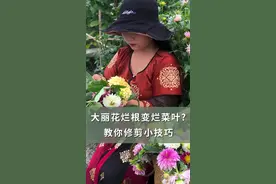 大丽花烂根？来！修剪小妙招丢给你！接好！！！  #海蒂的花园  @抖音短视频视频封面