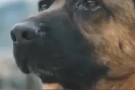 空降犬叮当的第一次跳伞视频封面