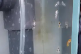 蓝环章鱼宝宝会走路了#蓝环章鱼 #海洋生物 #水族视频封面