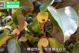 山竹 #山竹 #mangosteen #水果之王 #凤凰农投 #柬埔寨农业