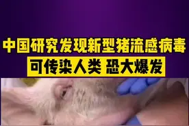 中国研究发现新型猪流感病毒，可传染人类！恐大爆发！