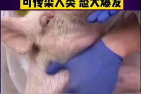 中国研究发现新型猪流感病毒，可传染人类！恐大爆发！视频封面