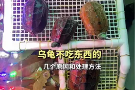 乌龟不吃东西怎么办？草龟不吃东西的几个原因和处理方法视频封面